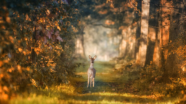 Tussen herfst en winter: natuurwandeling op Tongelaar