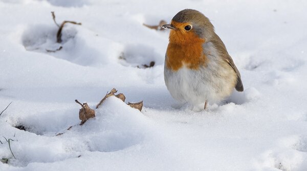  Winterwandeling Tongelaar op 26 januari